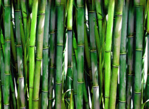 bamboo-1309508851h0v-300x219-5884405